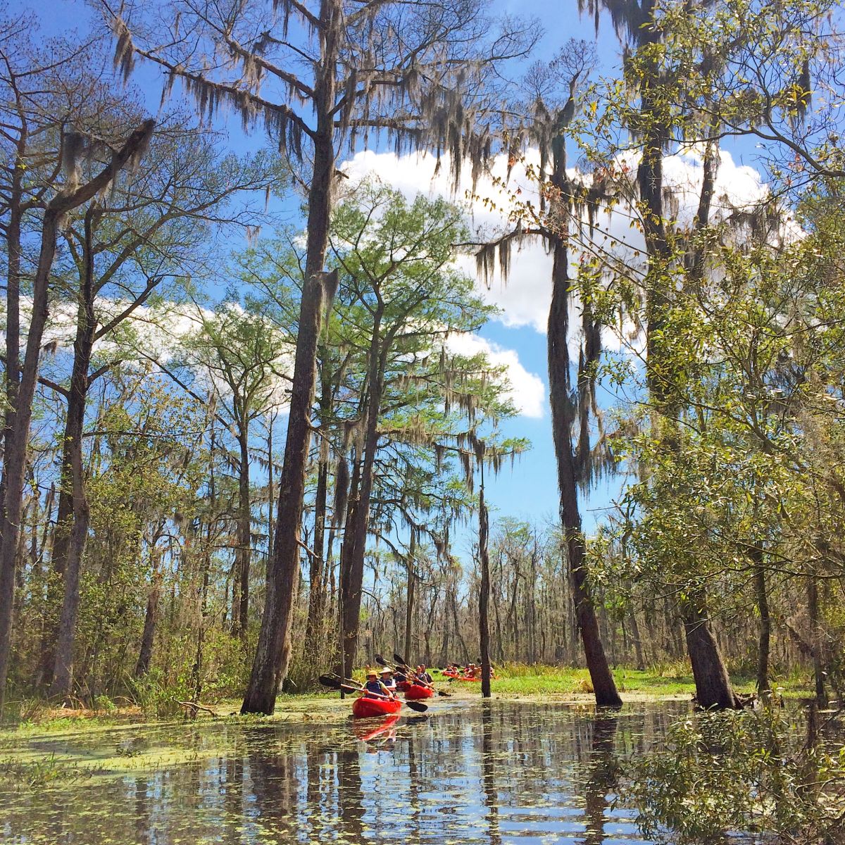 kayak swamp tour louisiana