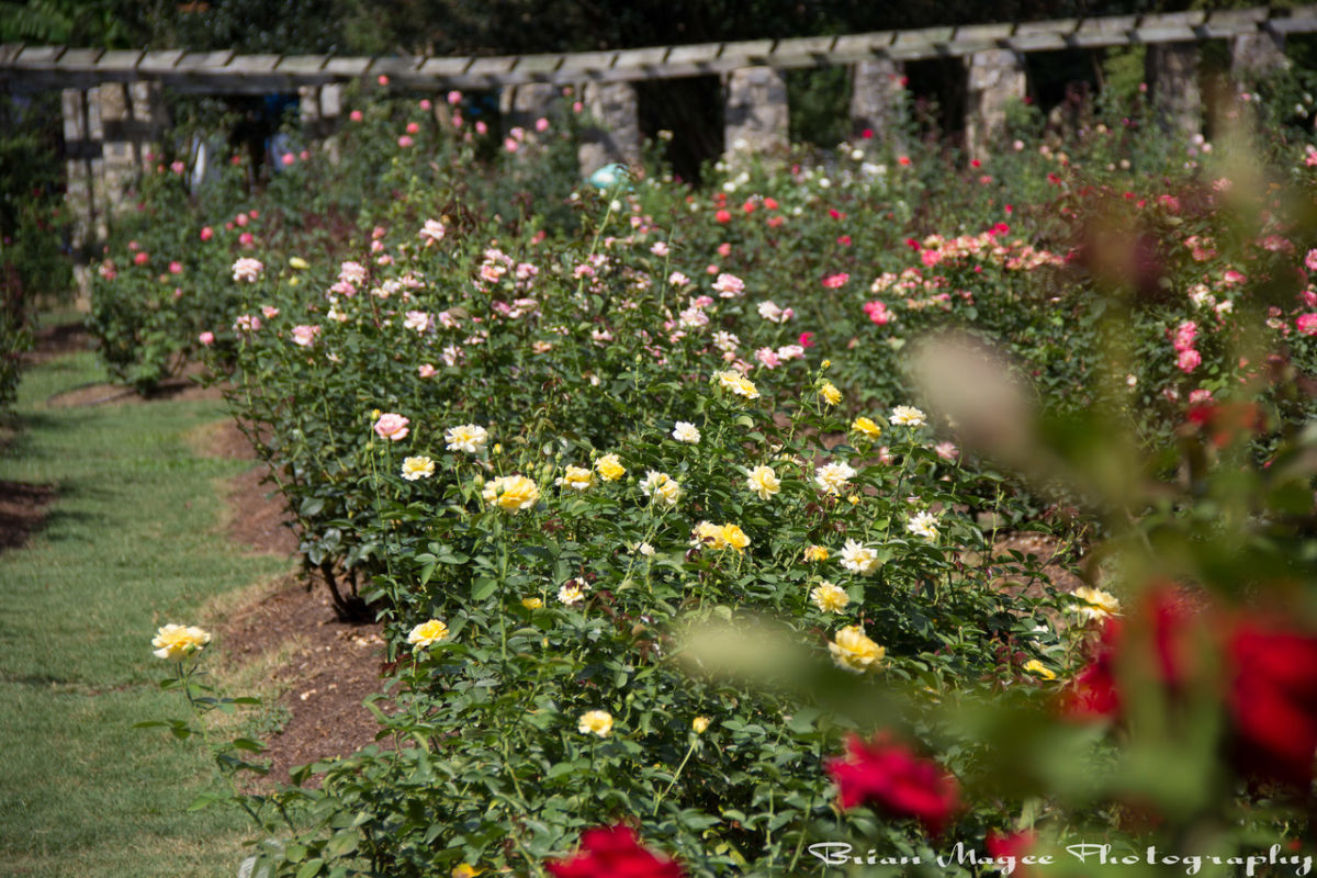 Raleigh Municipal Rose Garden Raleigh, NC 27607