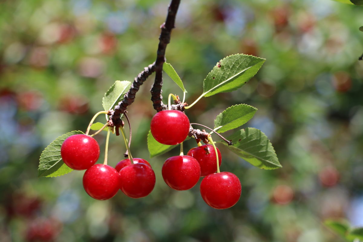 National Cherry Festival