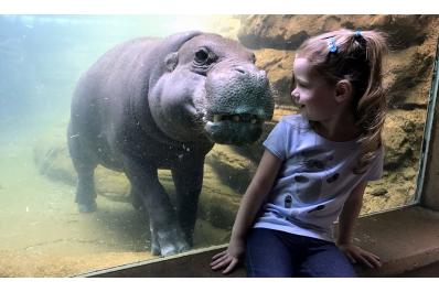 hippo