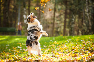 NewAlbanyDogPark.leaves.jpg