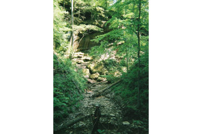 hemlock