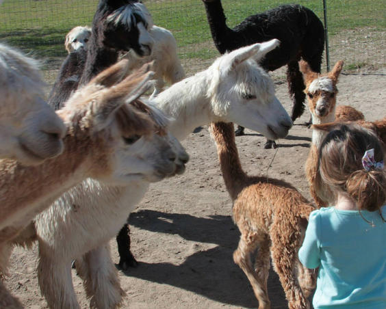 Montrose Farms Alpaca Ranch