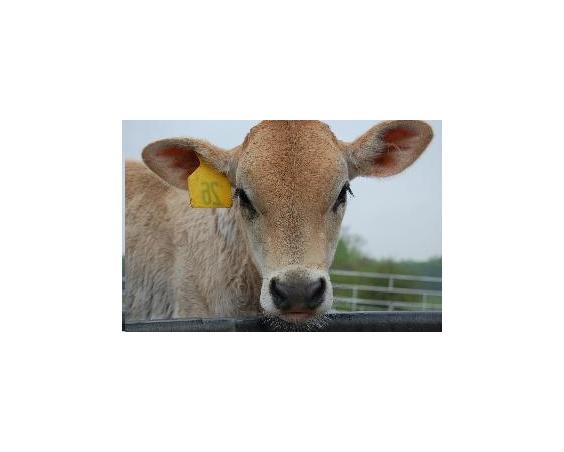 creamery cow