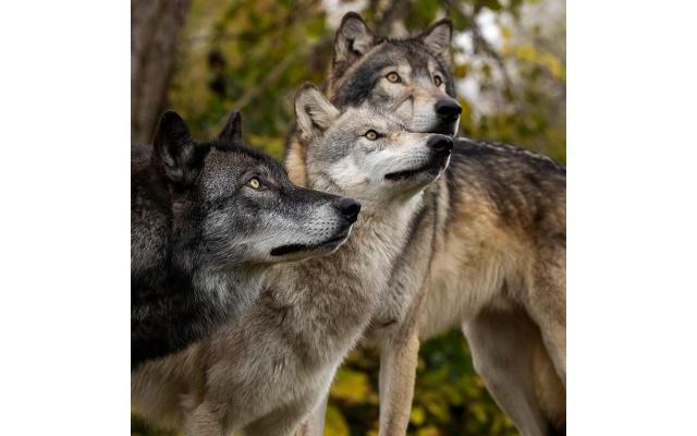 Wolf Park