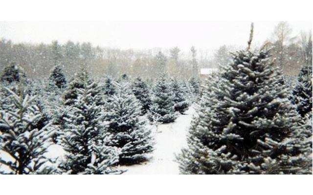 Homestead Pine Tree Farm