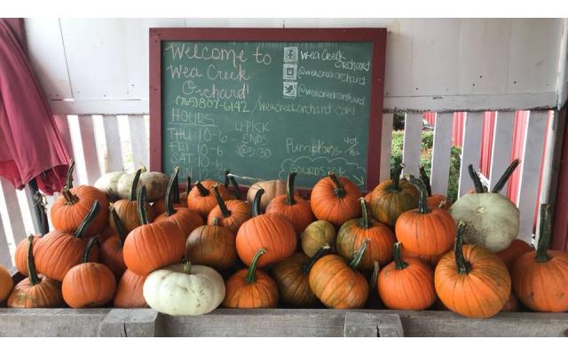 Wea Creek Pumpkins