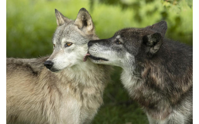 Wolf Park