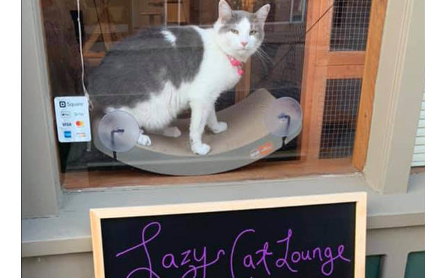 Lazy Cat Lounge 2