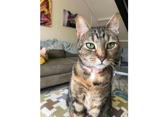 Catnip Cat Cafe Norfolk Va 23517