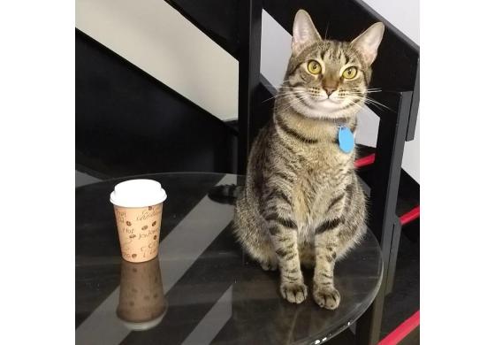 Catnip Cat Cafe Norfolk Va 23517