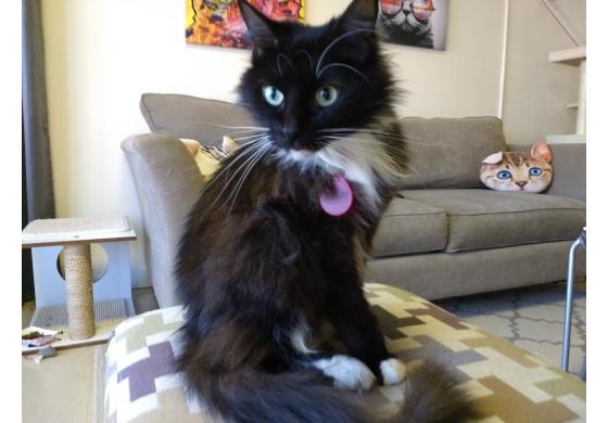 Catnip Cat Cafe Norfolk Va 23517