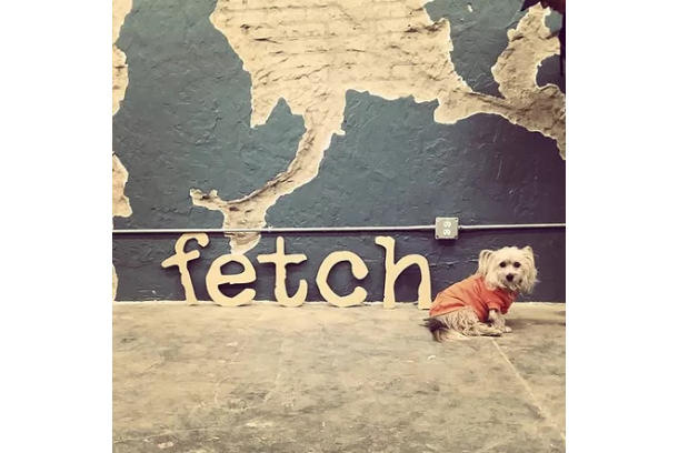 fetch dog boutique