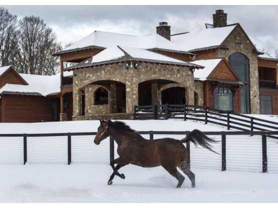 Sugar Plum Farm horse running in the snow