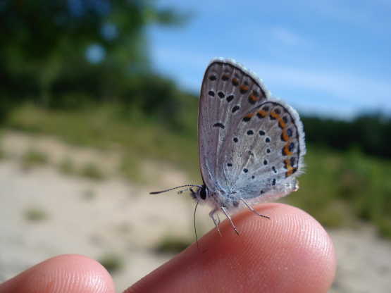 Albany Pine Bush butterfly on finger