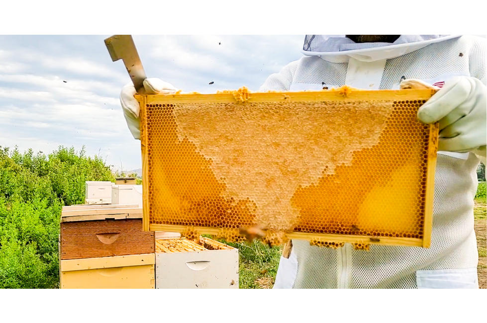 IFA Beekeeping