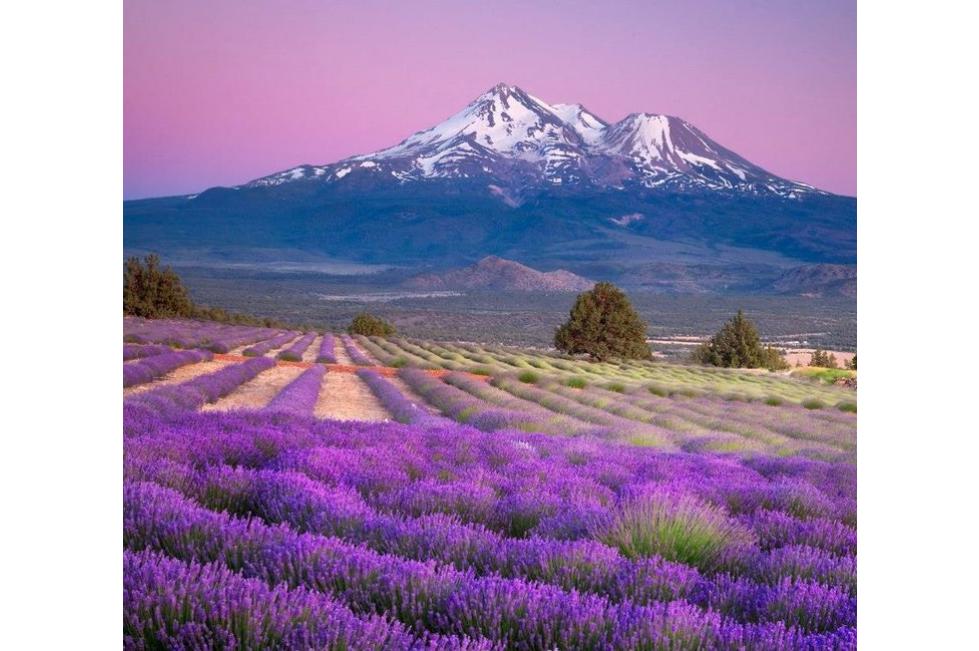 Young Living Lavender Farms