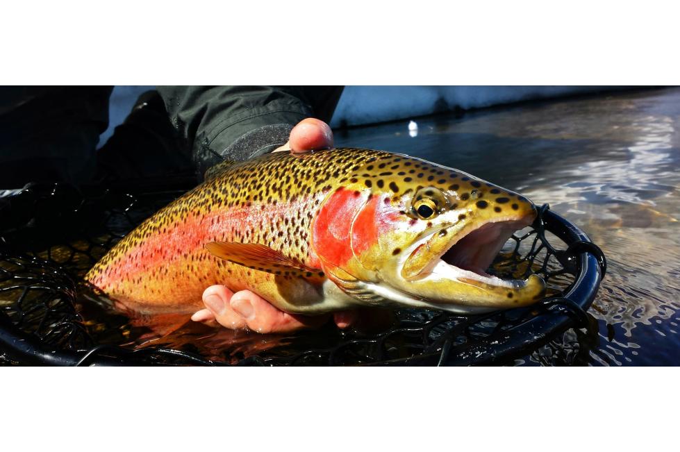 fish