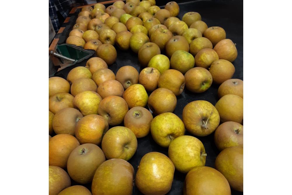 Golden Russet on Sorting Machine