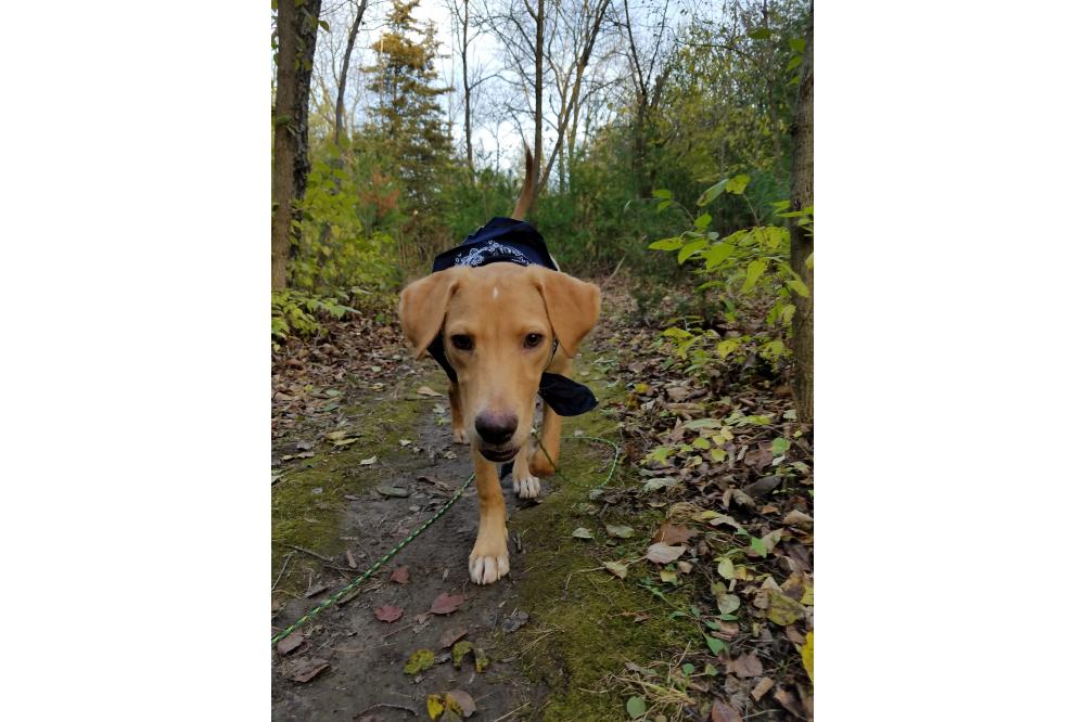 Trails_Pupper