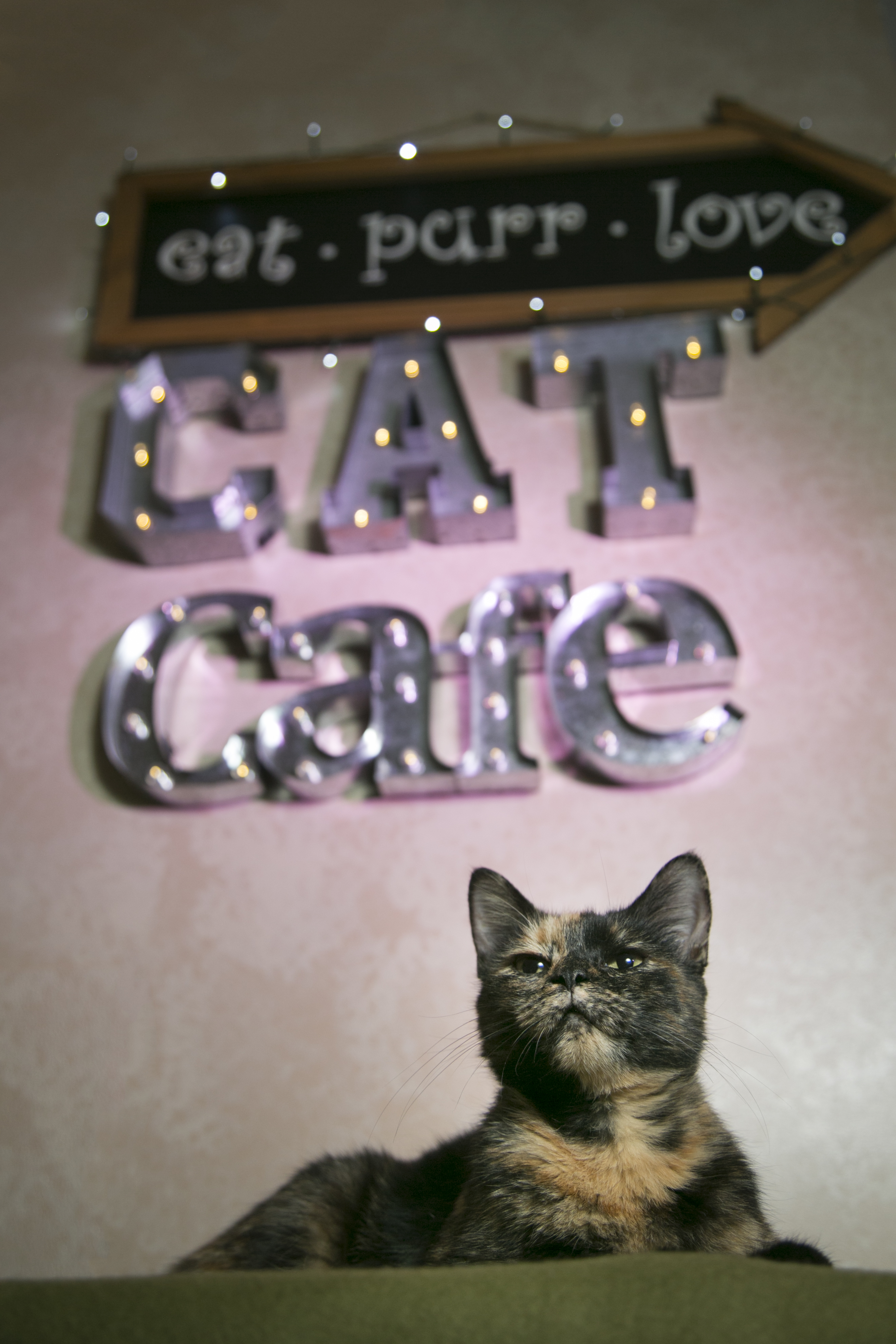 Eat Purr Love Cat Cafe Columbus Oh 43202