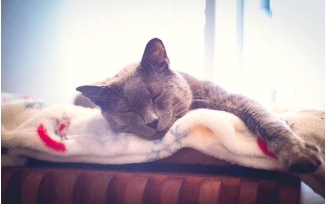 Eat Purr Love Cat Cafe Columbus Oh 43202