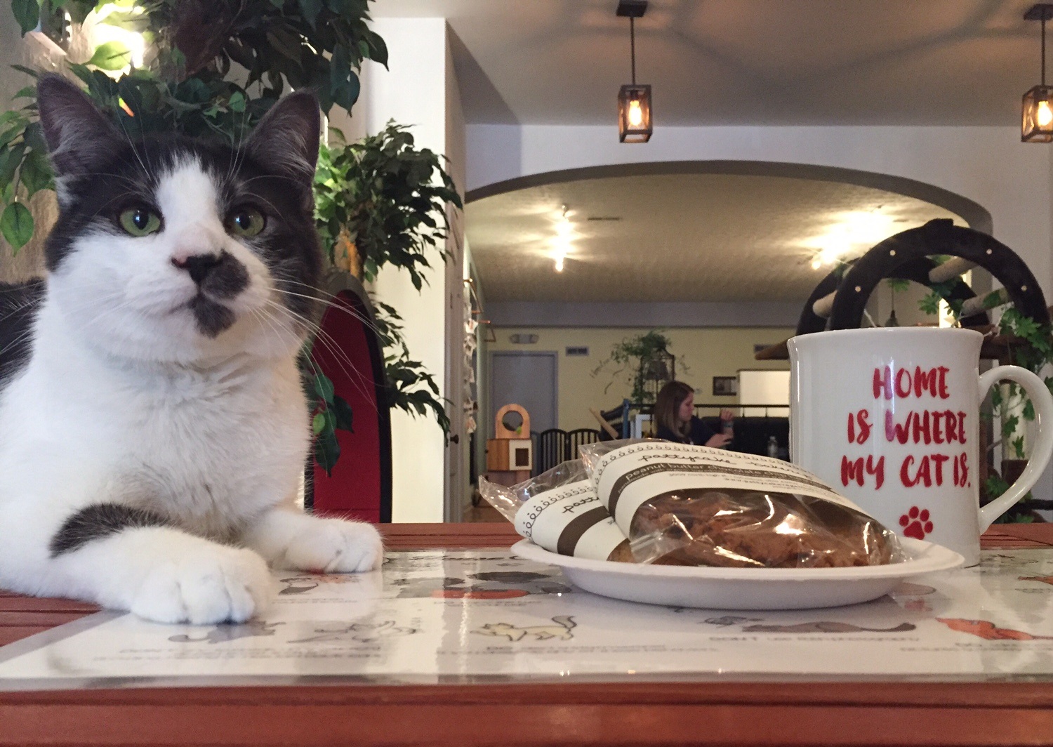 Eat Purr Love Cat Cafe Columbus Oh 43202