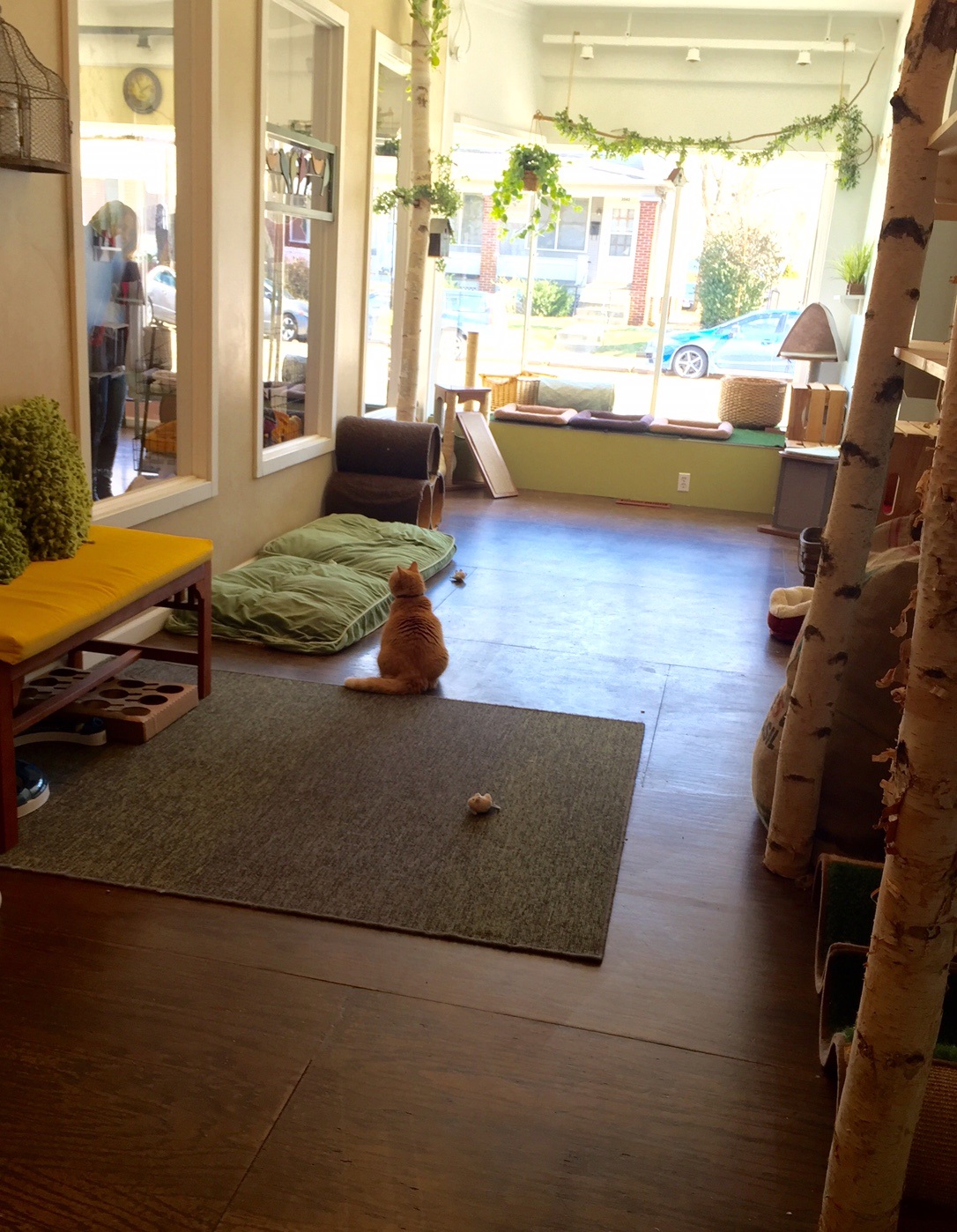 Eat Purr Love Cat Cafe Columbus Oh 43202
