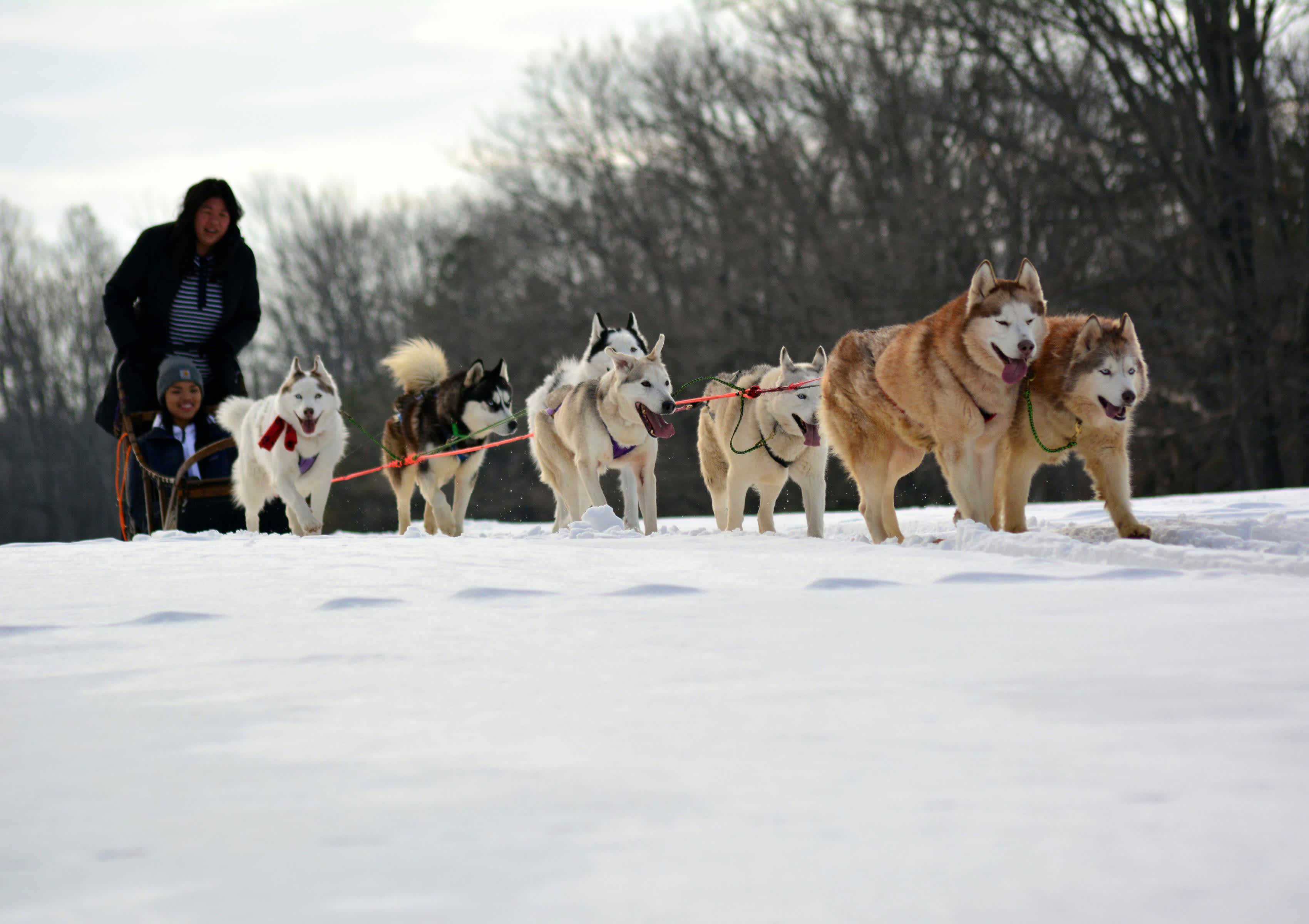 Arctic Paws Dog Sled Tours Shawnee On The Delaware Pa 18356