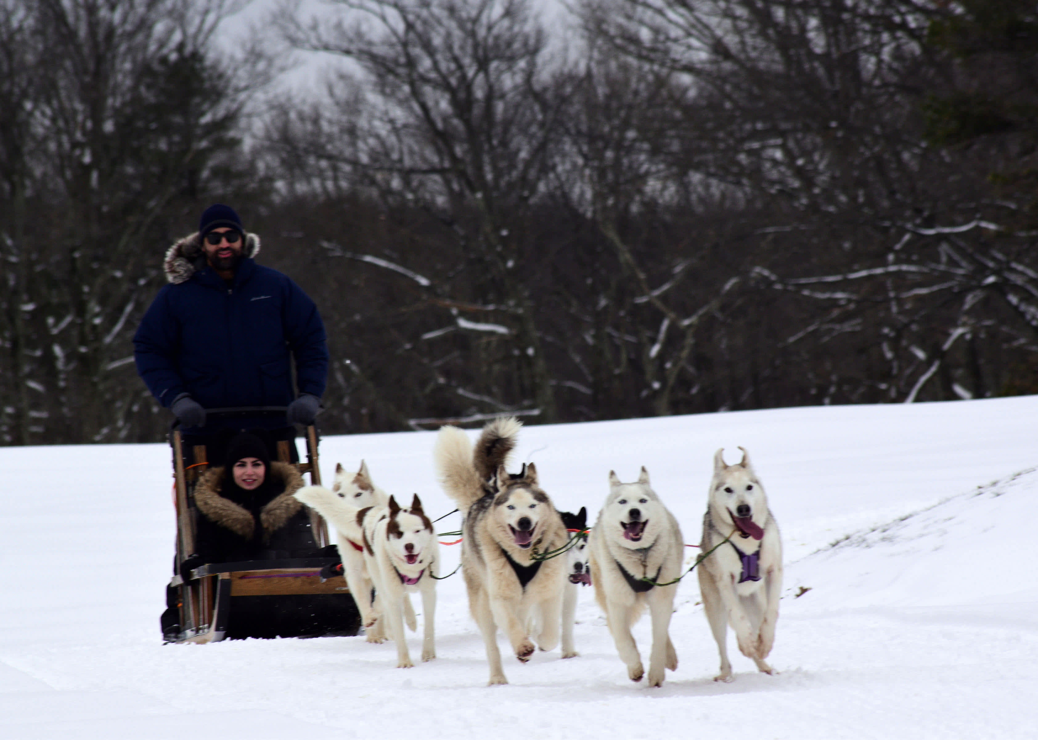 dog sledding tours near me