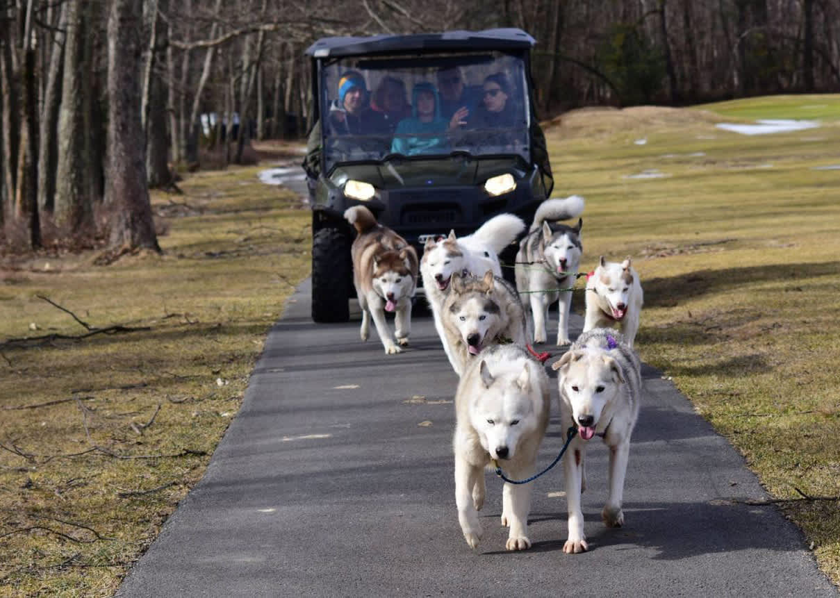 arctic paws dog sled tours