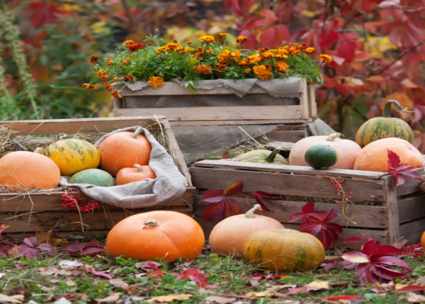 Harvest Time At Country Junction Lehighton Pa 18235
