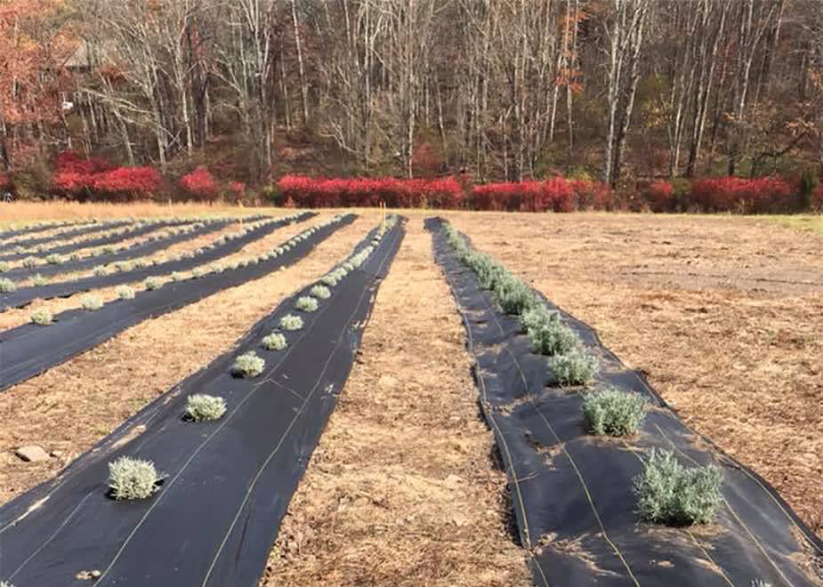 Paradise Lavender Farm And Ross Ross Nursery Cresco Pa 18326