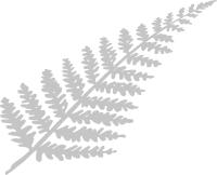 Fern MkVb1 40