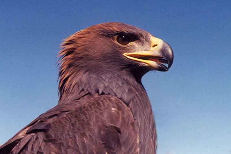Waggoners Gap Hawk Watch