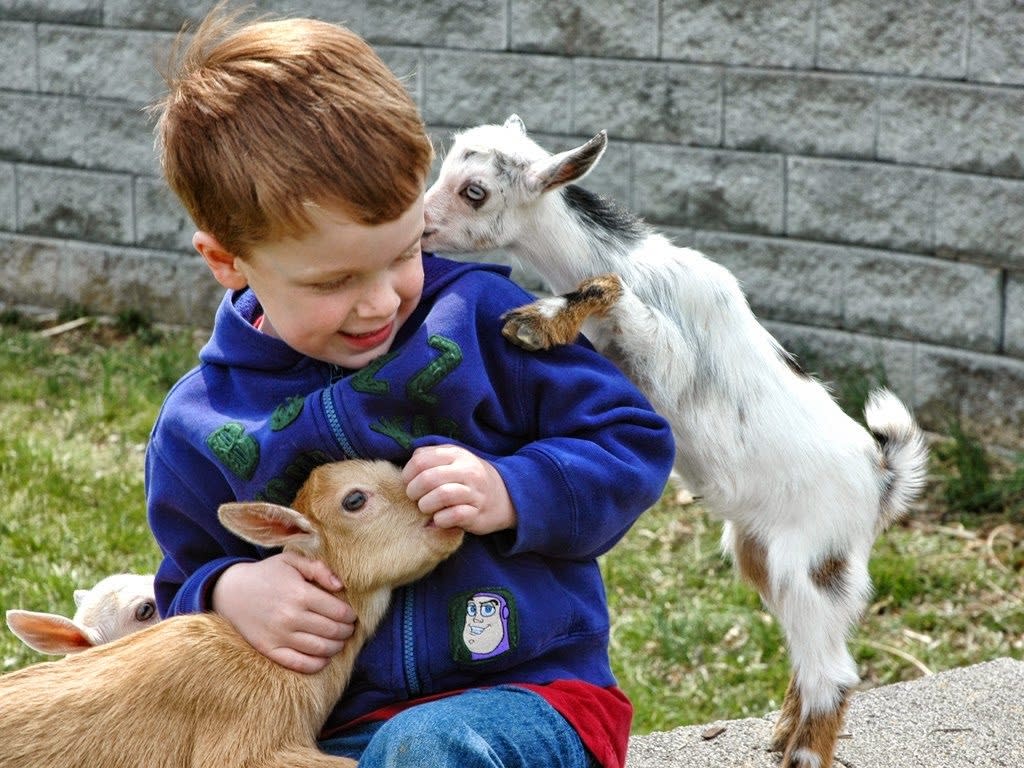 Image result for Farm Babies Fest dayton
