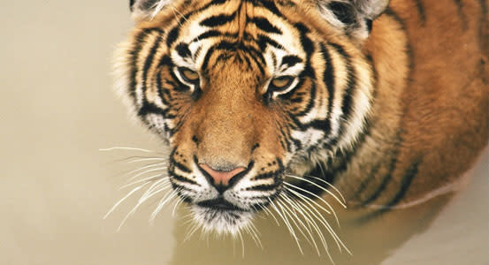 The Wild Animal Sanctuary