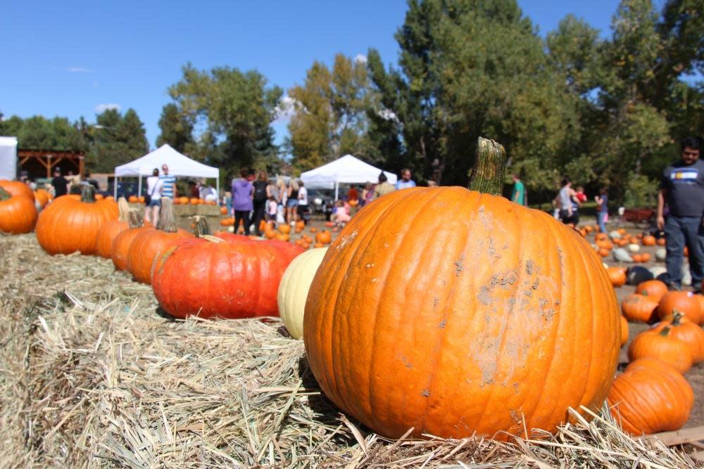 Image result for pumpkin harvest festival denver