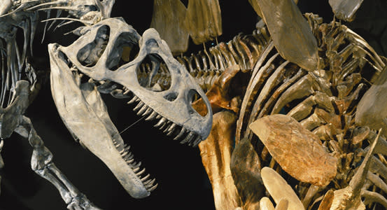 Denver Museum Of Nature Science Denver Co 80205