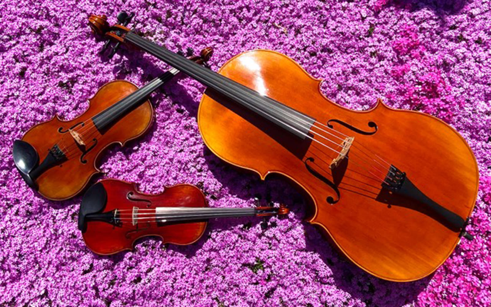 Bernhardt House of Violins