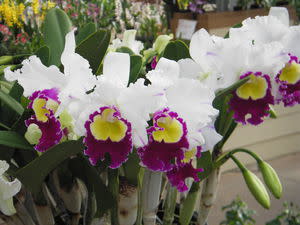 Akatsuka Orchid Gardens