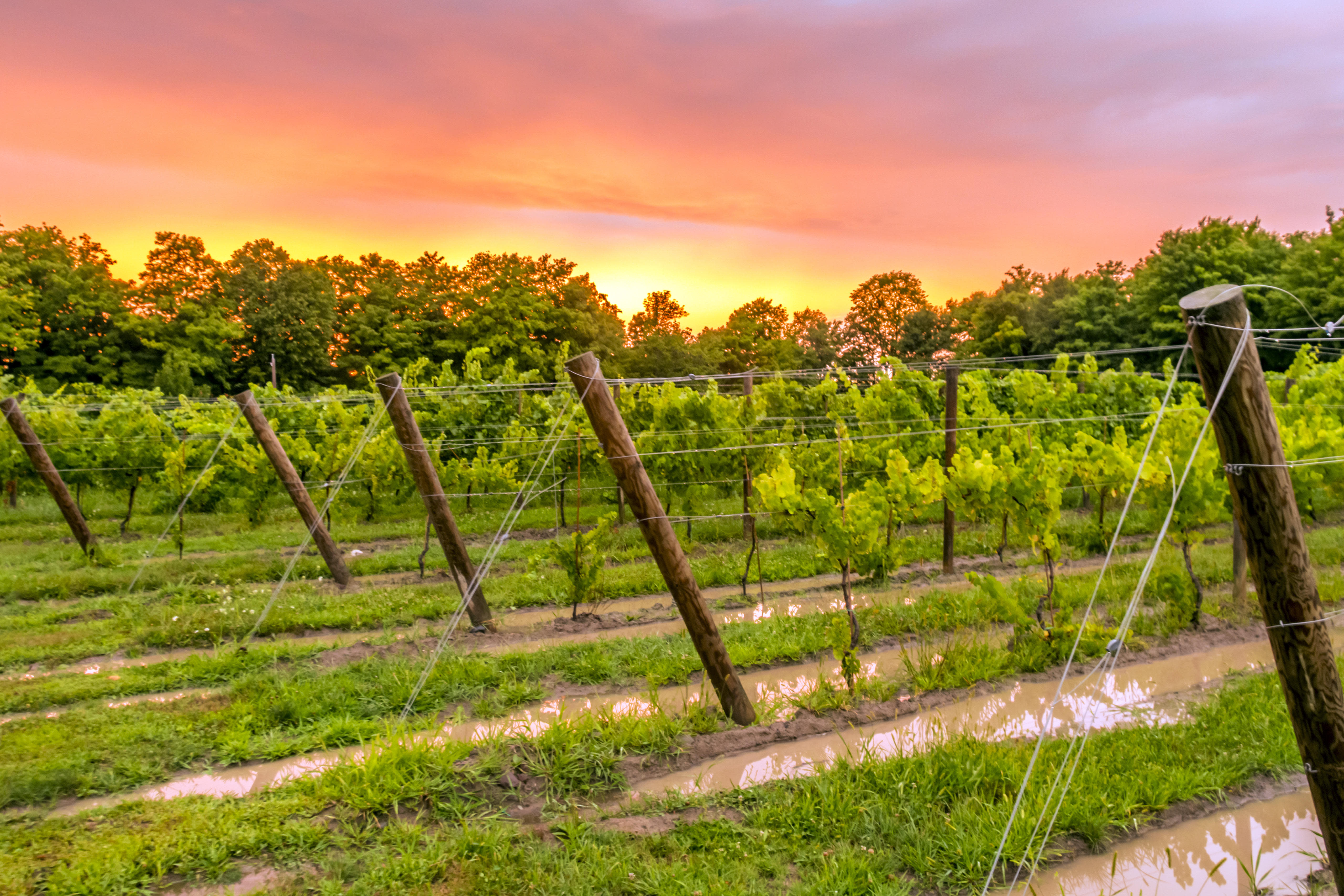 Lake Ontario Wine Trail Monroe, Oswego, Wayne Counties, NY
