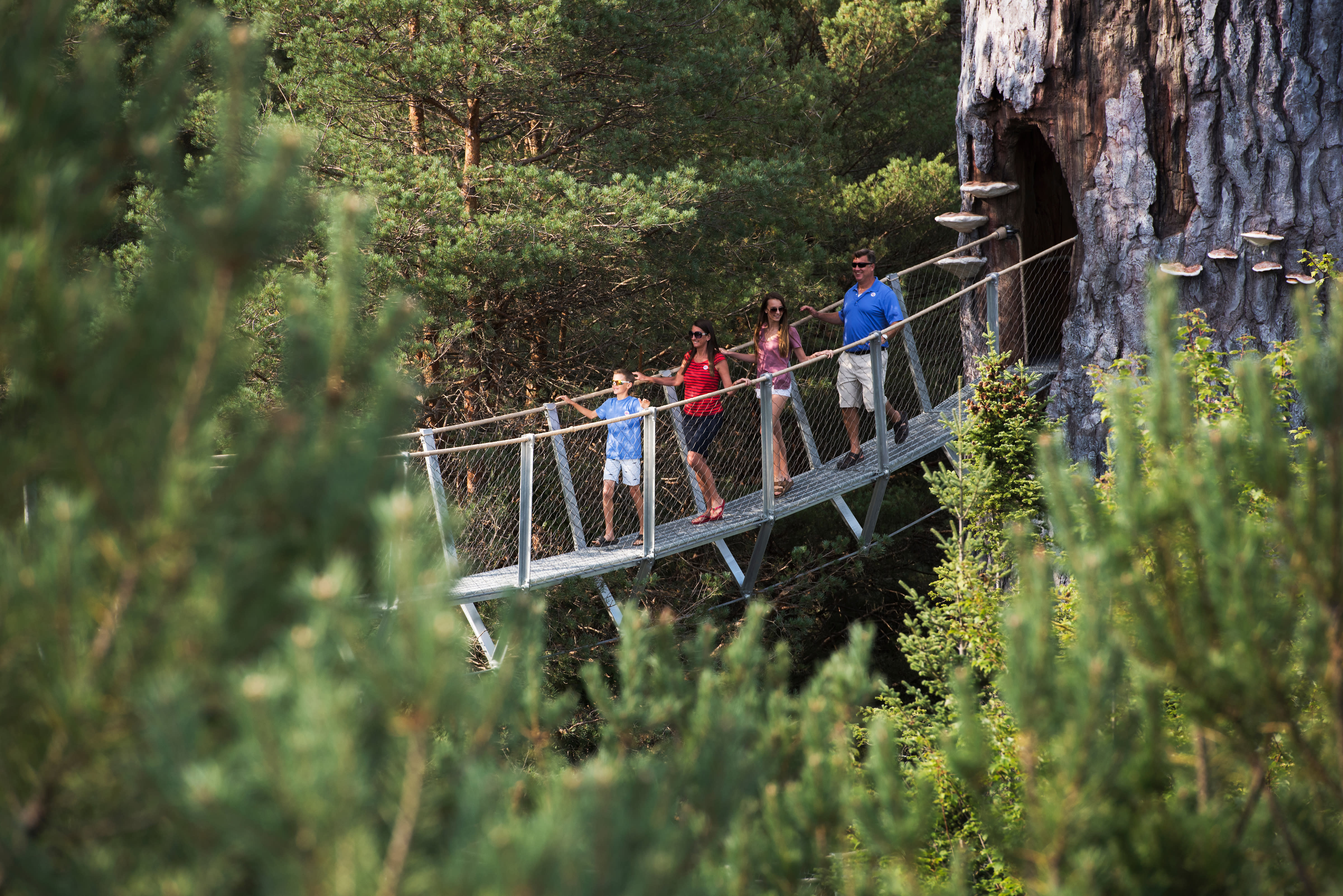 Wild Center And Wild Walk Tupper Lake Ny 12986