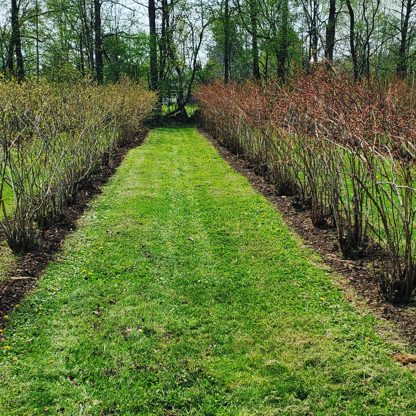 The Blueberry Treehouse Farm & The Treehouse Café West Falls, NY 14170