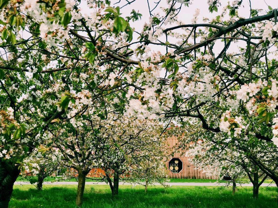 Hector Wine Company, The Hector, NY 14841