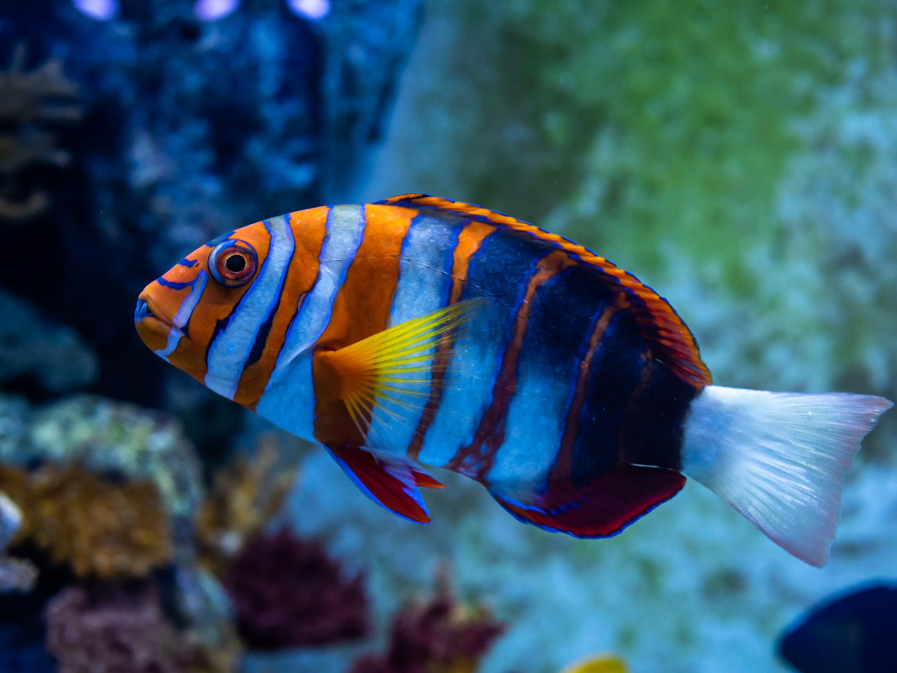 blue zoo aquarium