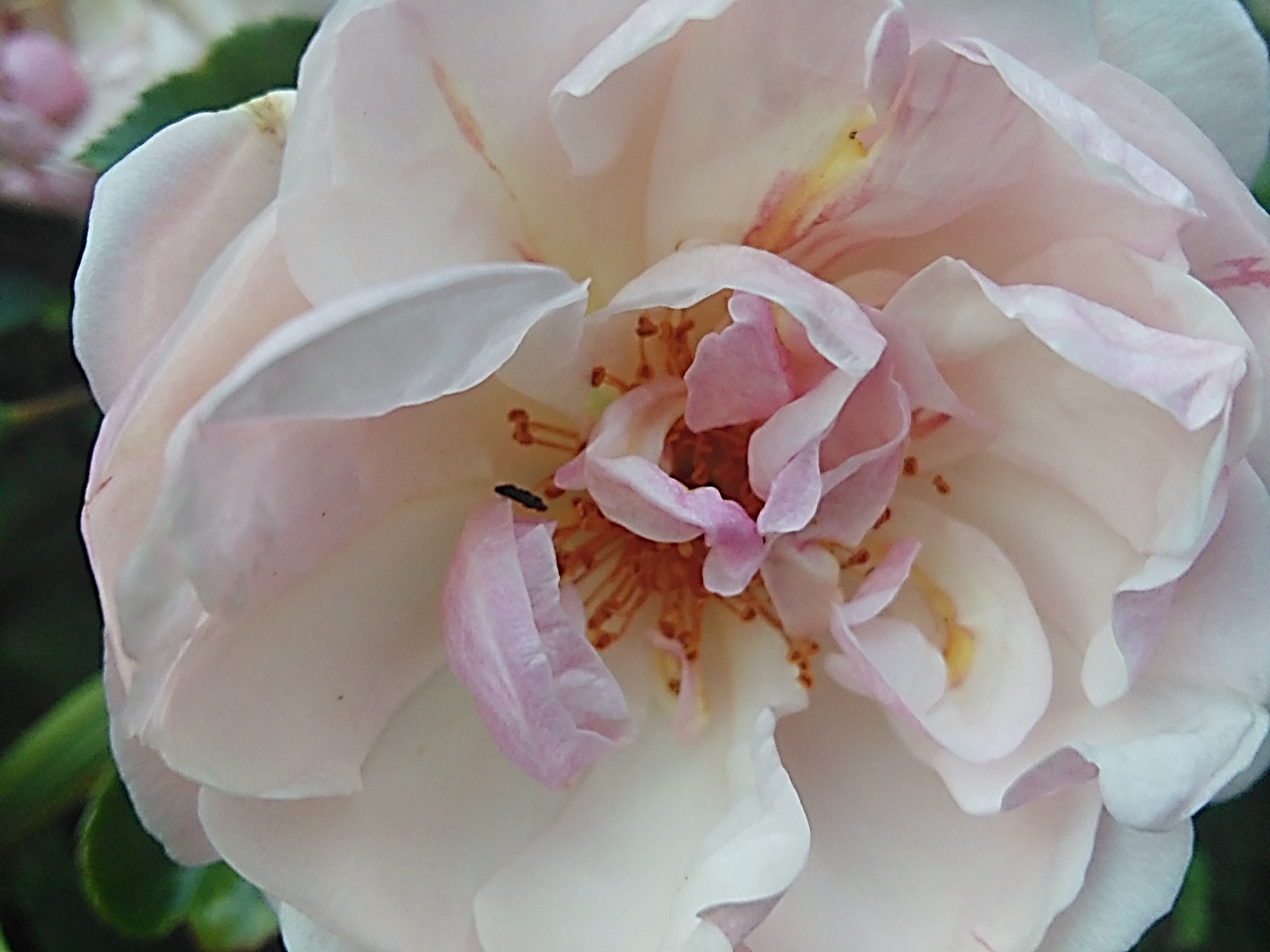 Buchanan Garden Festival Buchanan, VA 24066