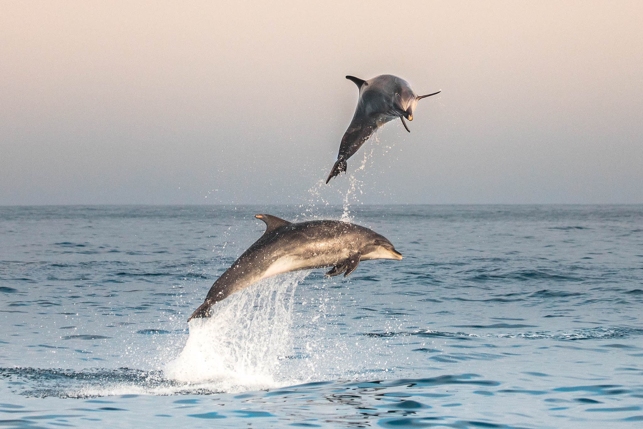 Newport Landing Whale Watching Dolphin Cruises
