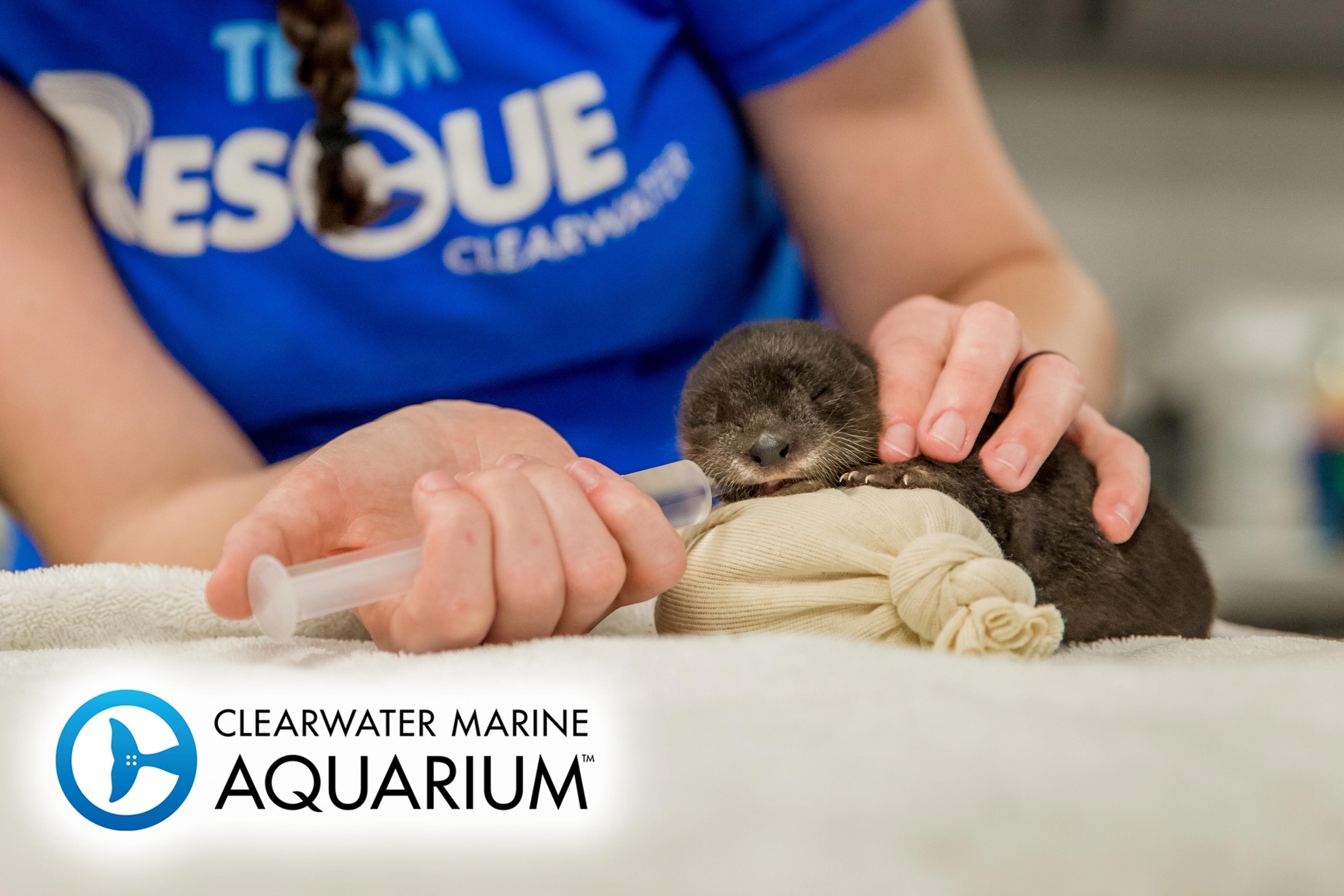 Clearwater Marine Aquarium