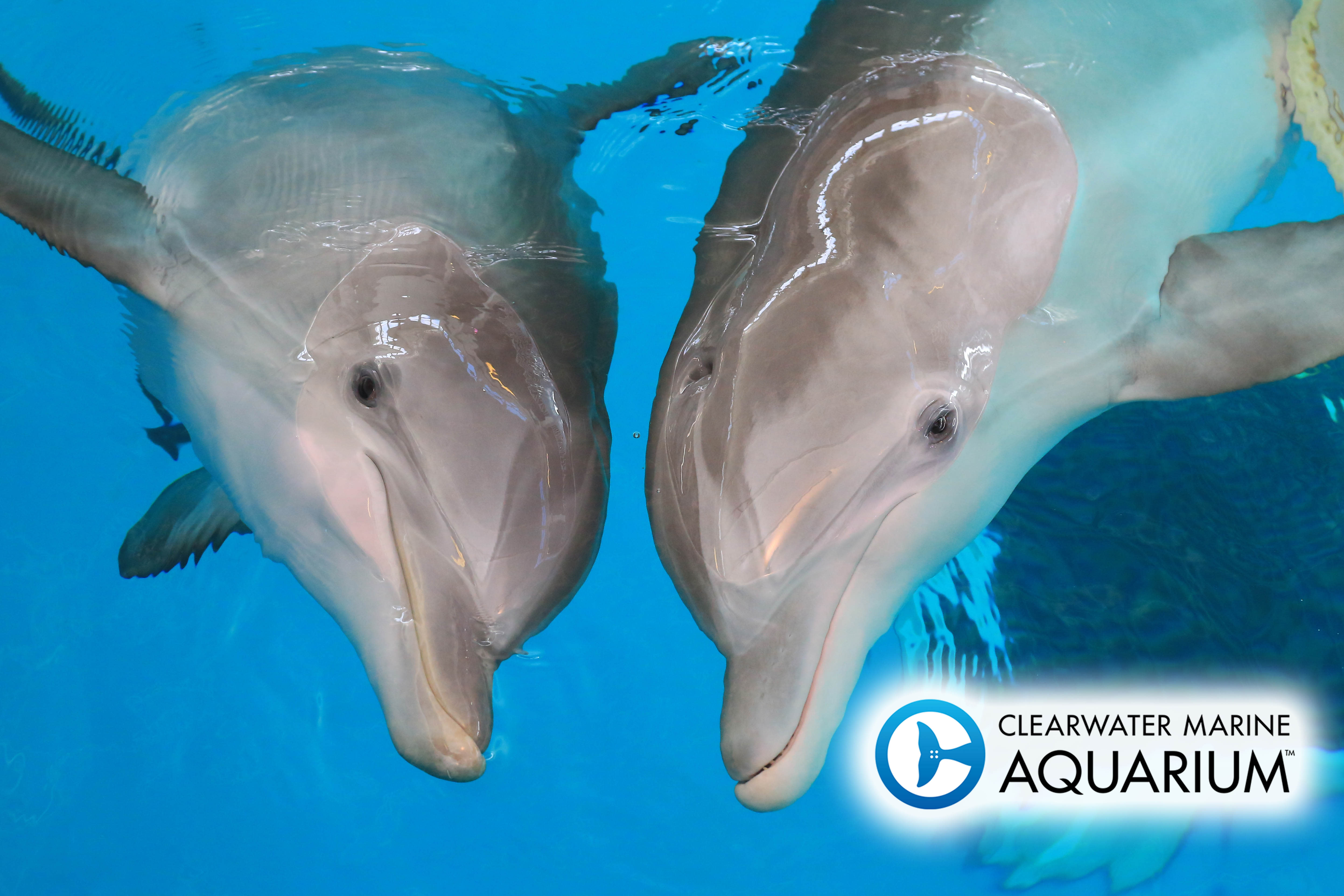 Clearwater Marine Aquarium